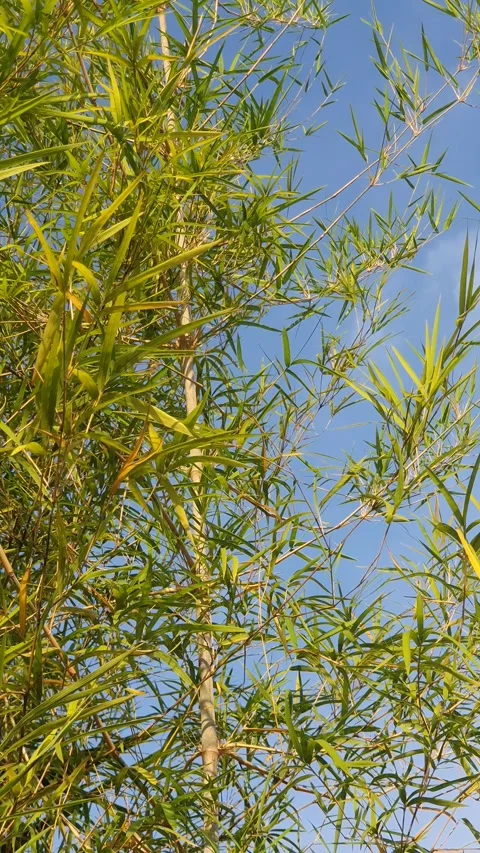 Bamboo leaves blown by the wind Stock Footage 339640062