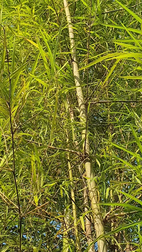 Bamboo leaves blown by the wind Stock-Footage 339640082