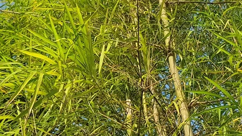 Bamboo leaves blown by the wind Stock Footage 339640144