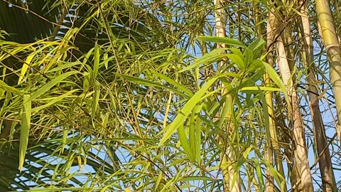 Bamboo leaves blown by the wind Stock Footage 339640160