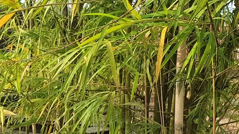 Bamboo leaves blown by the wind Stock-Footage 339640192
