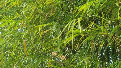 Bamboo leaves blown by the wind Video stock 339640239
