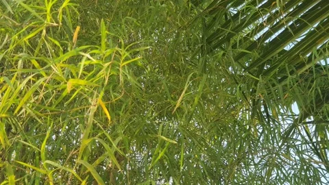 Bamboo leaves blown by the wind Stock Footage 339640288