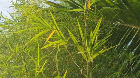 Bamboo leaves blown by the wind Stock Footage 339640396