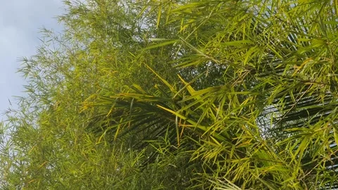 Bamboo leaves blown by the wind Stock Footage 339640729