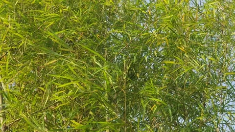 Bamboo leaves blown by the wind Video stock 339640941