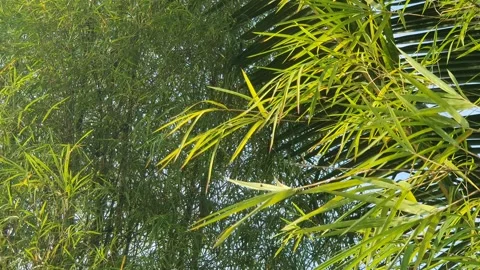 Bamboo leaves blown by the wind Stock Footage 339640973