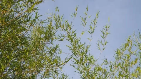Bamboo leaves blown by the wind Stock Footage 339641067