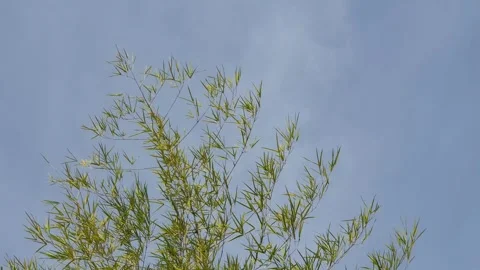 Bamboo leaves blown by the wind Video stock 339641086