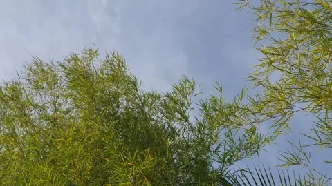 Bamboo leaves blown by the wind Stock-Footage 339641087