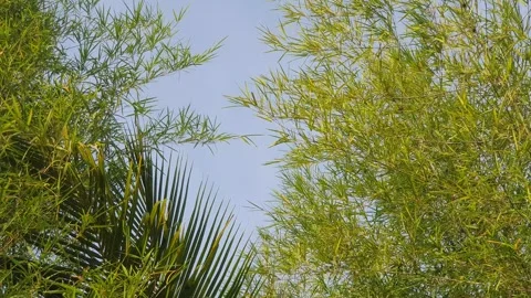 Bamboo leaves blown by the wind Video stock 339641112