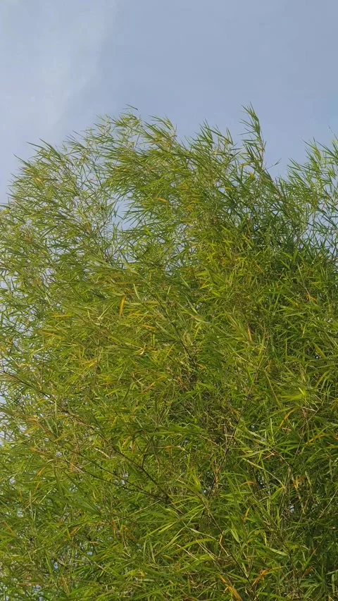 Bamboo leaves blown by the wind Stock Footage 339641114