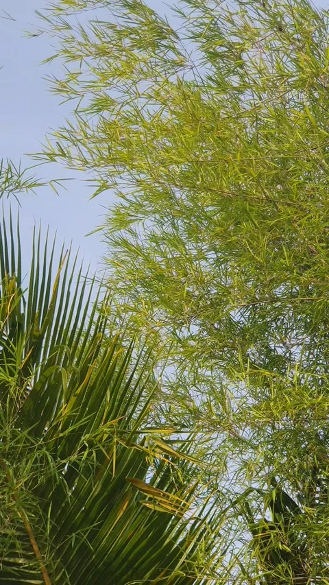 Bamboo leaves blown by the wind Video stock 339641138