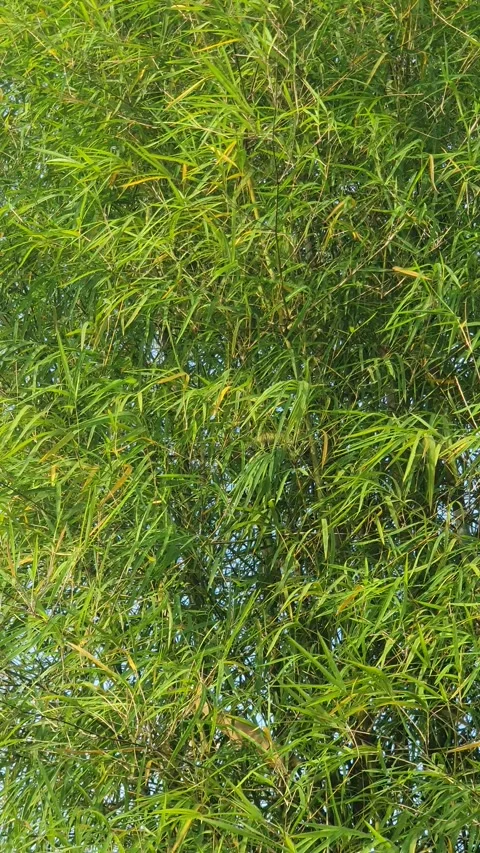 Bamboo leaves blown by the wind Stock Footage 339641187