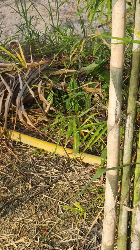 Bamboo leaves blown by the wind Stock Footage 339641211