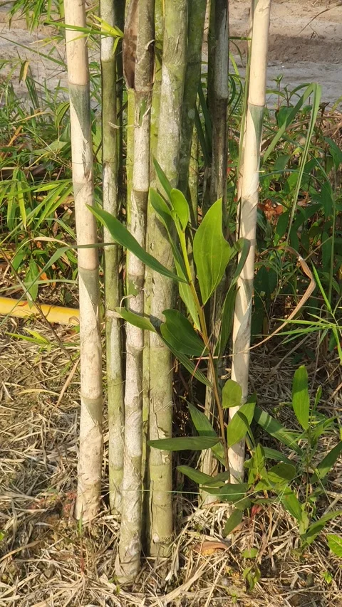 Bamboo leaves blown by the wind Stock Footage 339641251