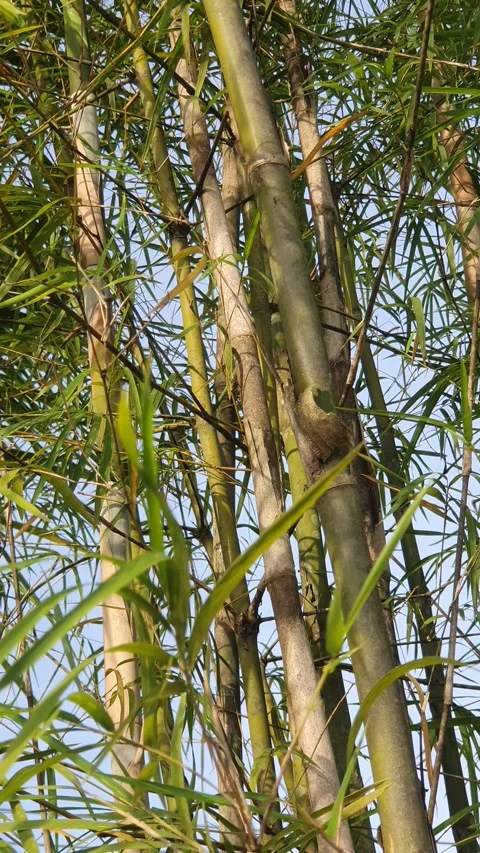 Bamboo leaves blown by the wind Stock Footage 339641252
