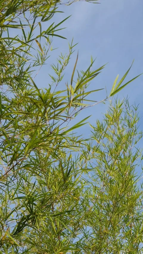 Bamboo leaves blown by the wind Stock-Footage 339641586