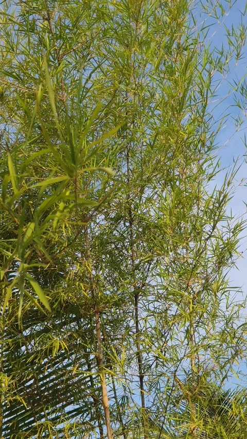 Bamboo leaves blown by the wind Stock-Footage 339642928