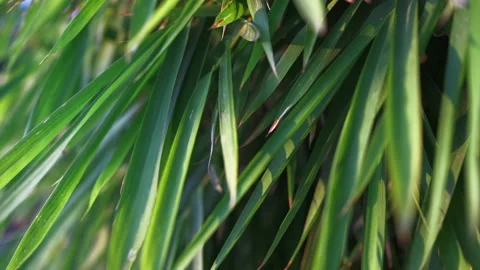 Bamboo leaves close-up, camera moving forward, selective focus Stock Footage 220822217
