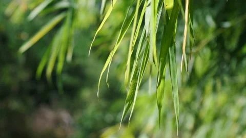 Bamboo Leaves Close Up Stock Footage 304563136