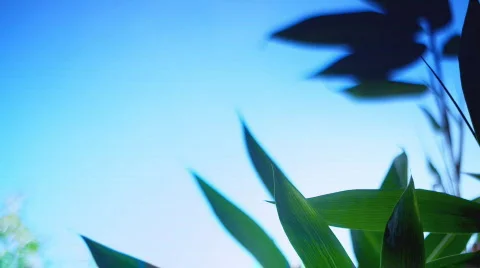Bamboo leaves close-up nr 2 스톡 동영상 499994
