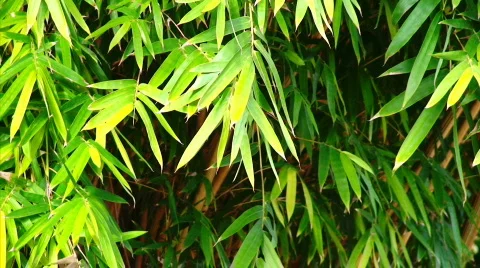 Bamboo Leaves Stock Footage 623227