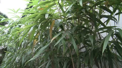 Bamboo leaves Stock Footage 10587755