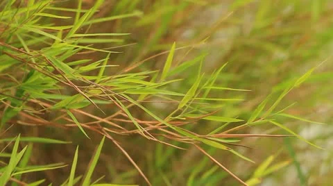 Bamboo leaves. Stock Footage 10867436