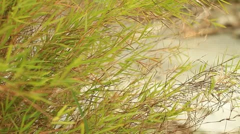 Bamboo leaves. Video stock 10867483