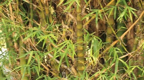 Bamboo leaves. Stock Footage 10870762