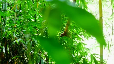 Bamboo leaves Stock Footage 161775350