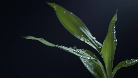 Bamboo leaves Stock Footage 171274892