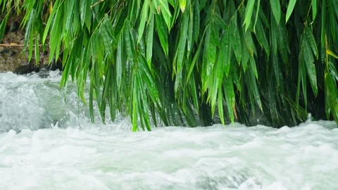 Bamboo leaves Stock Footage 270045732