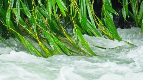 Bamboo leaves Stock Footage 270066892