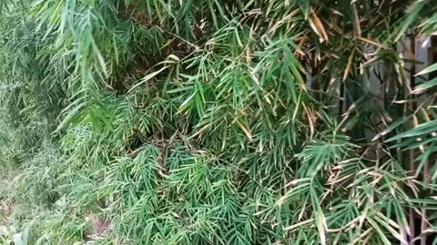 Bamboo Leaves Stock Footage 278377928