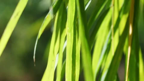 Bamboo Leaves Stock Footage 304563140
