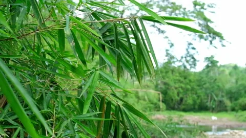 Bamboo Leaves Video stock 323780302