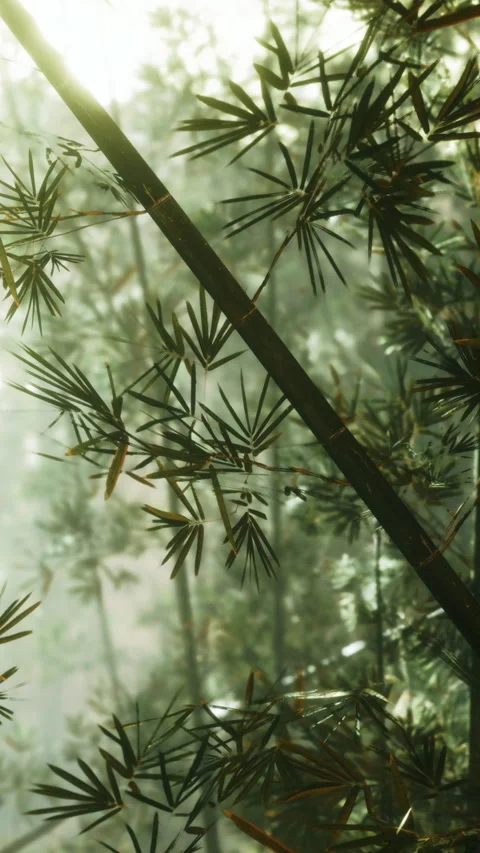 Bamboo leaves in the forest with sunlight shining through in the morning Stock Footage 346758593