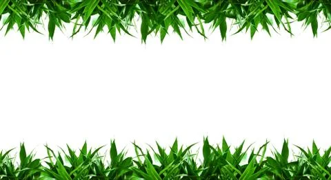 Bamboo leaves frame background isolated on white Stock Photos