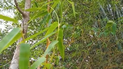 Bamboo leaves have slender, segmented stems. Stock Footage 319927518