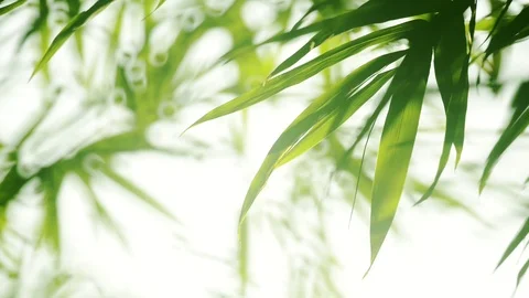 Bamboo Leaves Light 스톡 동영상 124242880