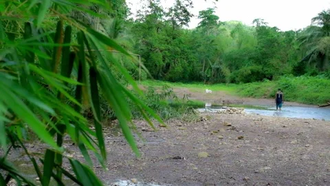 Bamboo Leaves with Man Walking Video stock 323780305