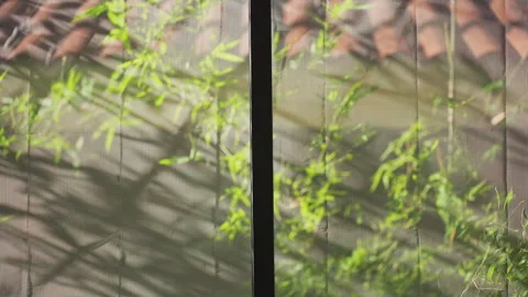 Bamboo Leaves Moving in the Wind Behind a Window Screen, Close Up, Soft Focus, P Stock Footage 339203253