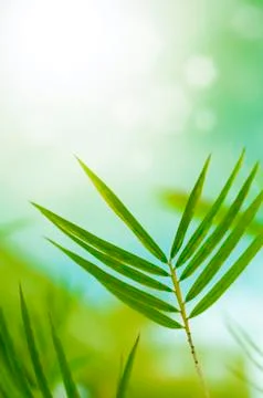 Bamboo leaves Stock Photos