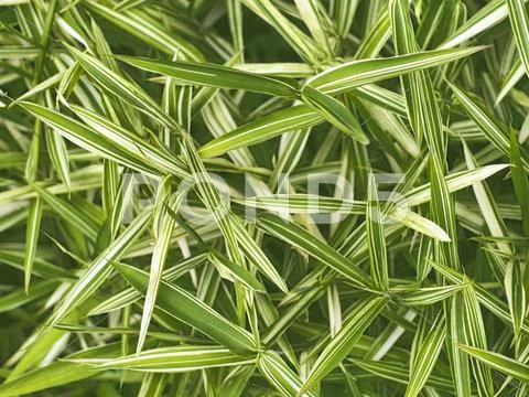 Bamboo leaves Stock Photos