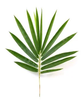 Bamboo leaves Stock Photos