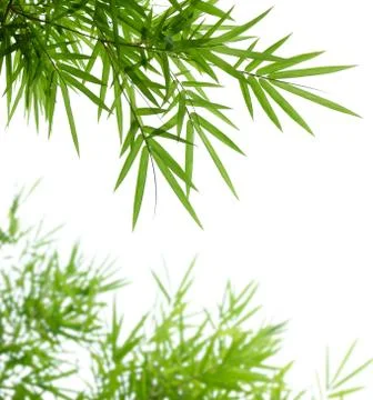 Bamboo leaves Stock Photos
