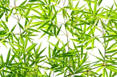 Bamboo leaves Foto stock