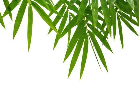 Bamboo leaves Foto stock